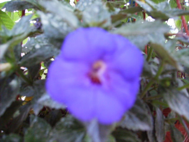 achimenes albastru - flori 2010