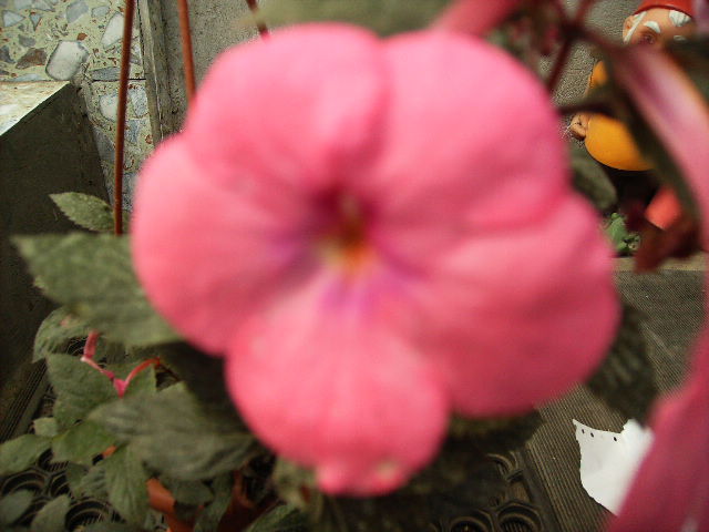 achimenes Cascade flash pink - flori 2010