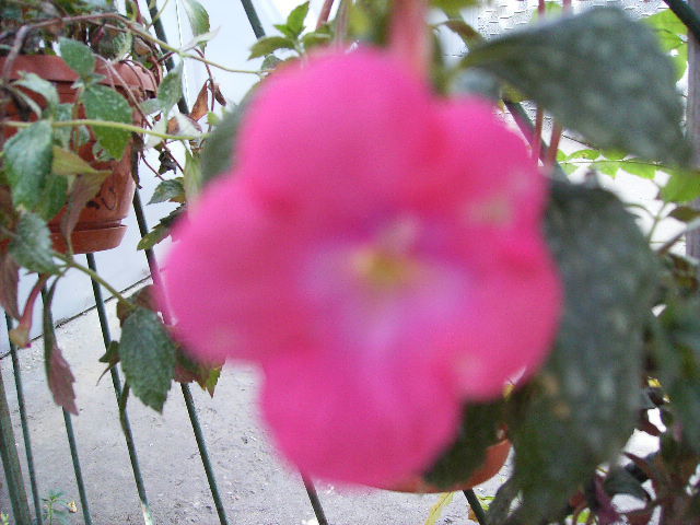 achimenes Cascade rose red - flori 2010