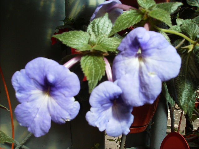 Achimenes Cattleia leit