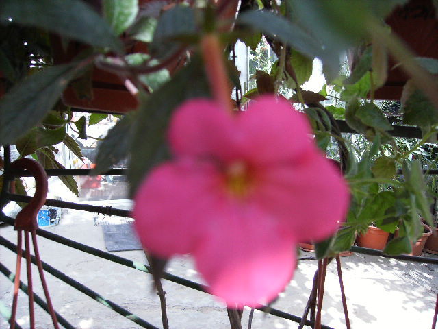 achimenes Cattleia - flori 2010