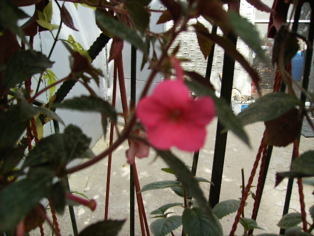 achimenes Menuet