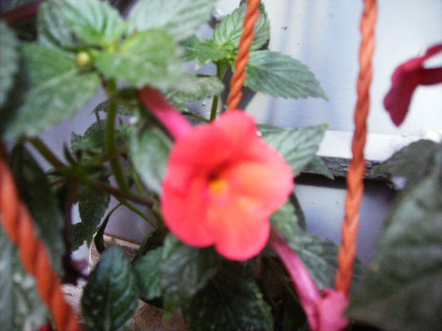 achimenes Orange Delight - flori 2010