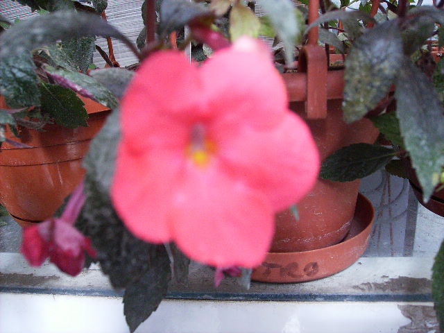 achimenes Tarantela