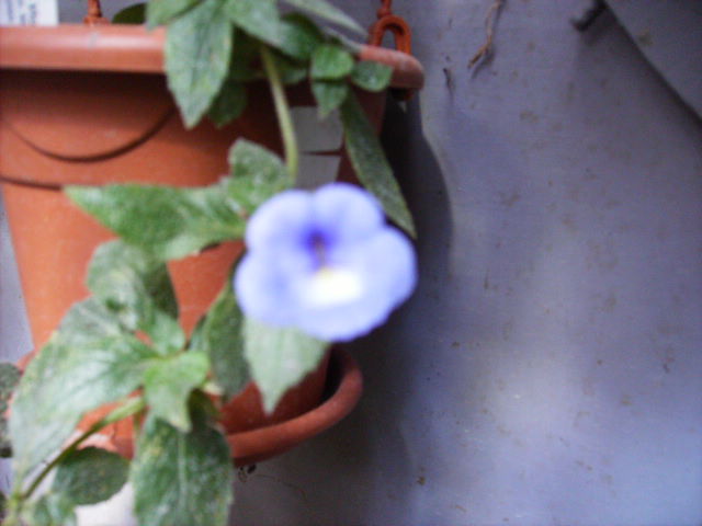 achimenes Violet Night - flori 2010