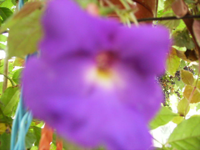 achimenes violet - flori 2010