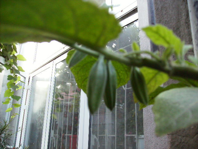 Boboci de brugmansia ghalben-roz-2