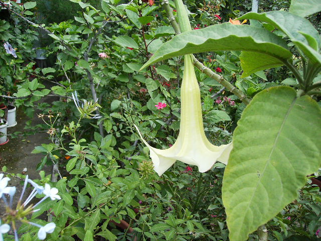 brugmansia alba