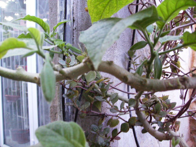 Brugmansia roza-boboci