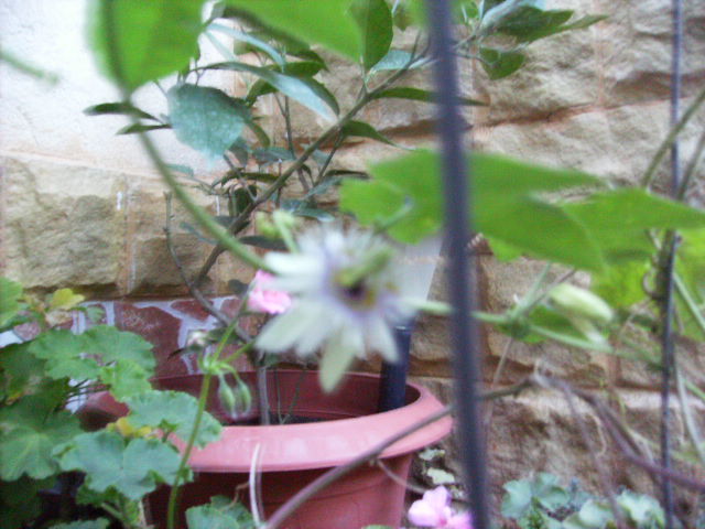 floare de passiflora edulis