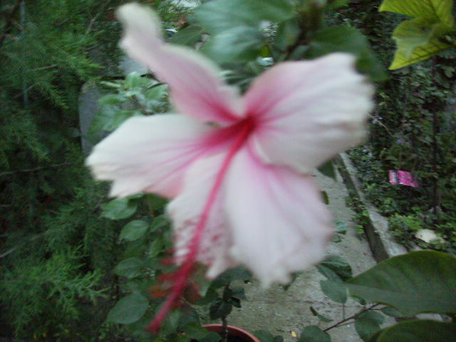 floare de portaltoi de hibiscus rosa sinnensis