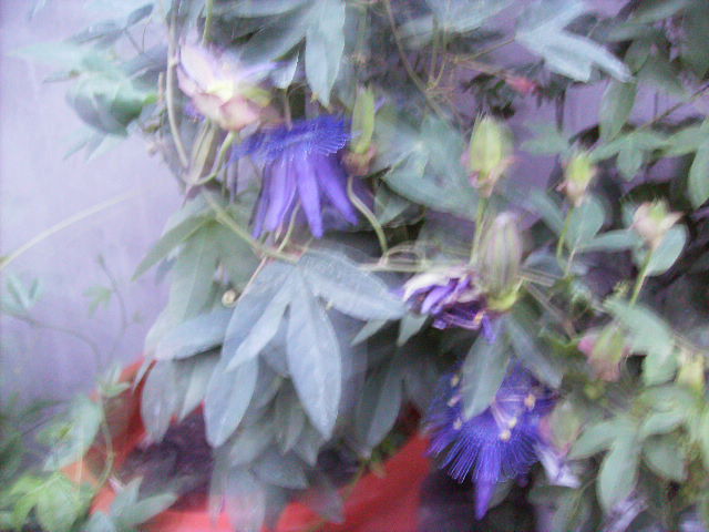 flori de passiflora si boboci-2010