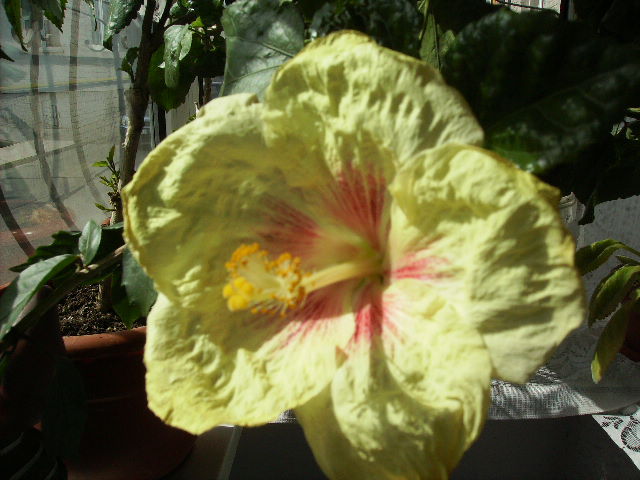 Hibiscus 1