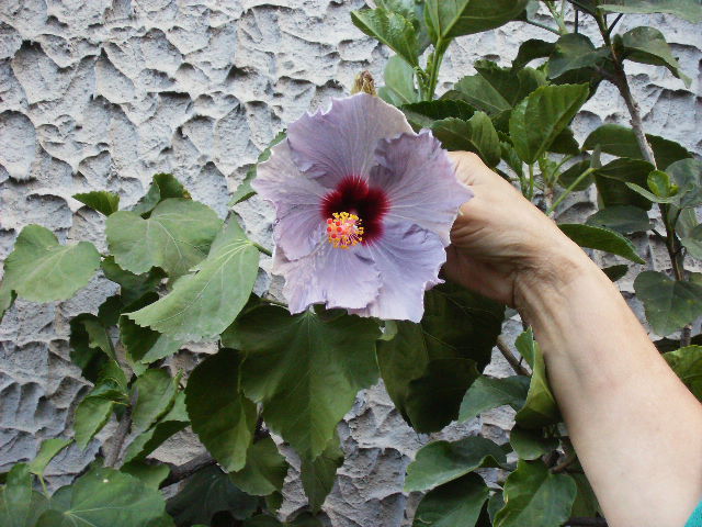 Hibiscus 2010-3