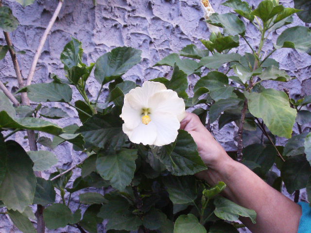 Hibiscus 2010-4