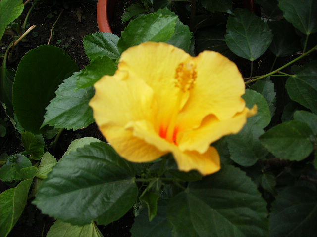 Hibiscus 2010-9