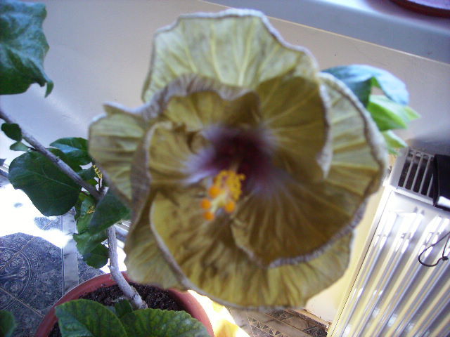 Hibiscus 2010-10