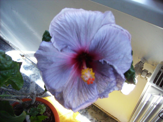 Hibiscus 2010-11-2