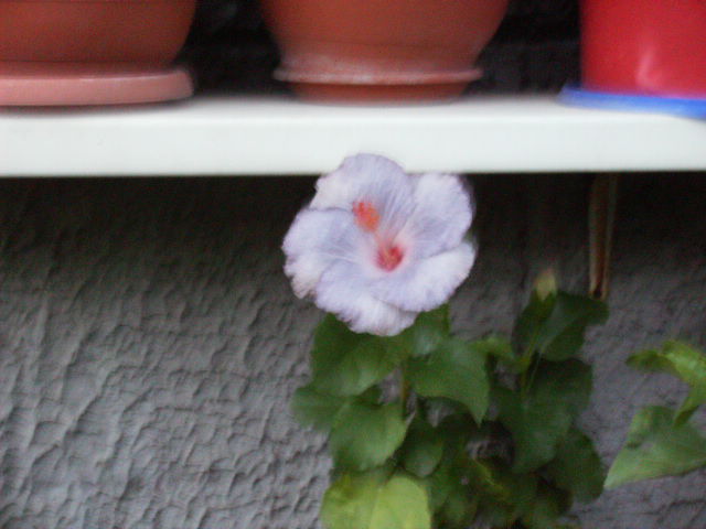Hibiscus 2010-12
