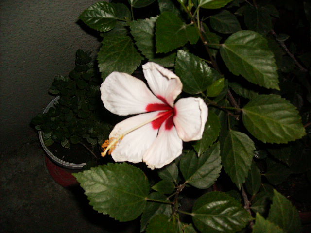 Hibiscus 2010-13