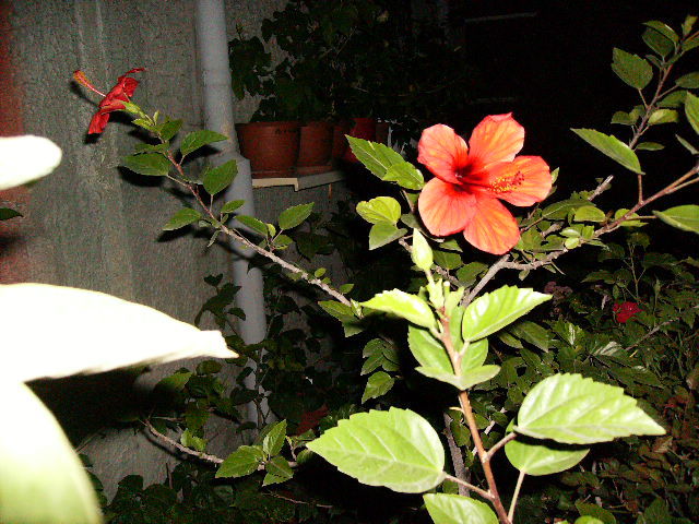 hibiscus 2010-14