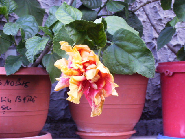 Hibiscus 2010