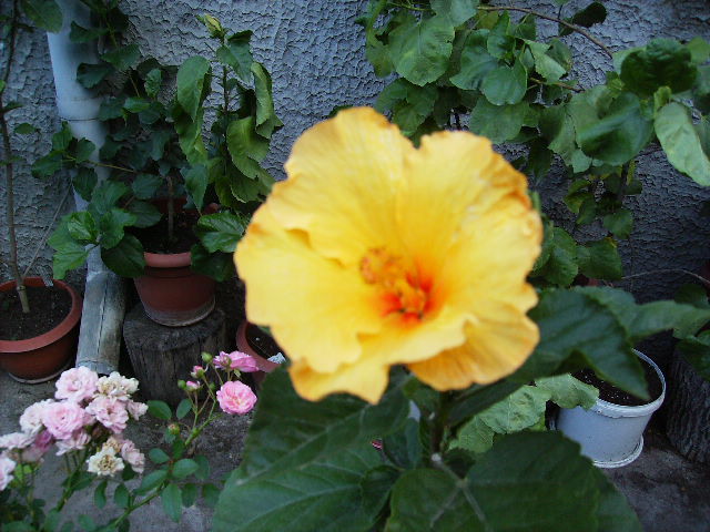 Hibiscus galben
