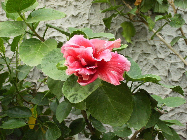 Hibiuscus dublu