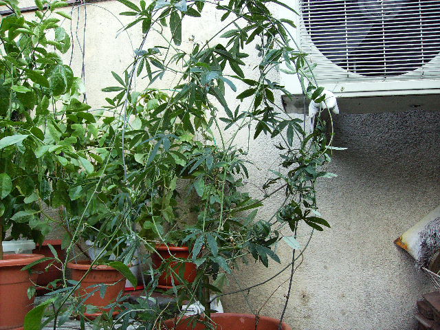 passiflora 2