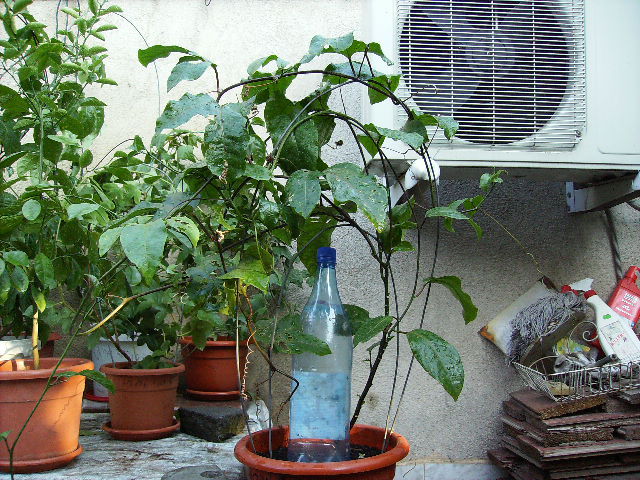 Passiflora actinia