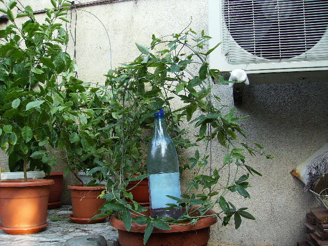 passiflora caerulea -2
