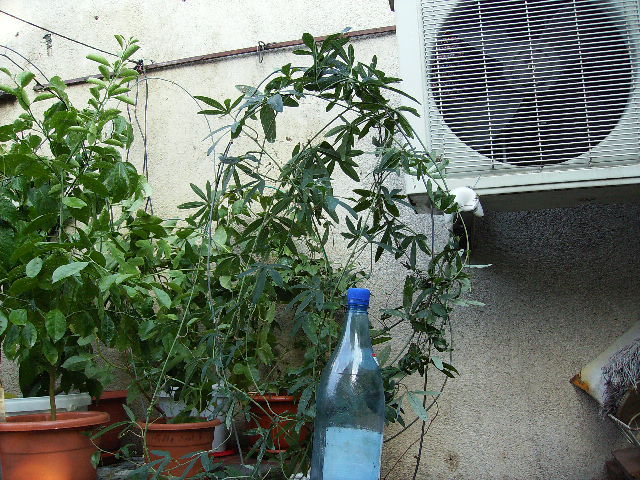 passiflora caerulea 