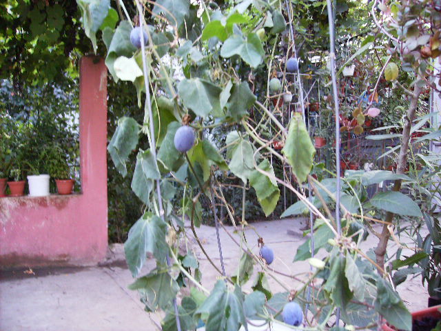 passiflora edulis - flori 2010