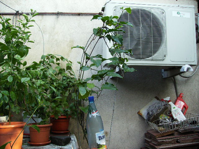 Passiflora mica Flavia Carpa - flori 2010
