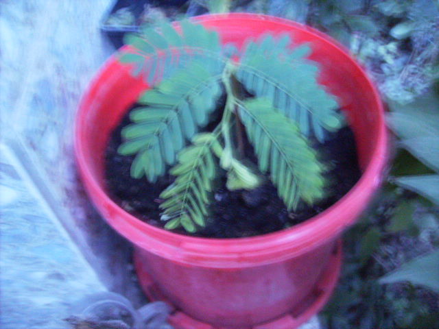 planta cu fructe din Thailand - flori 2010