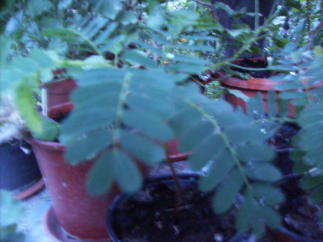 planta fructiferas din thailanda- pui - flori 2010