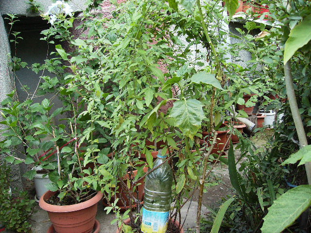 plumbago albastru si brugmansia - flori 2010