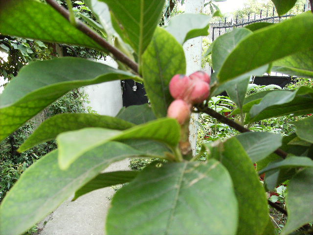 seminte de magnolia grandiflora - flori 2010