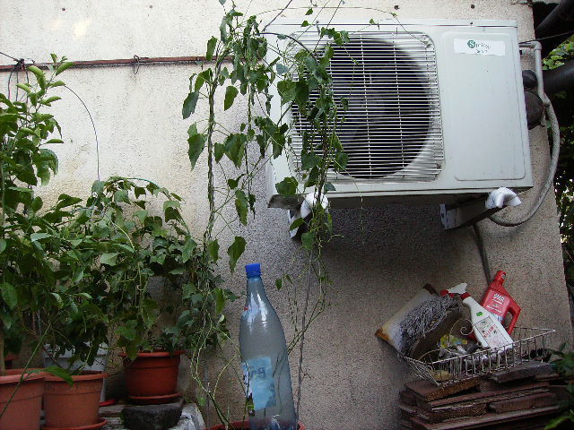 Thumbergia fragans - flori 2010