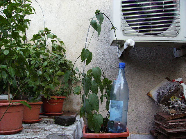 Thumbergia Grandiflora - flori 2010