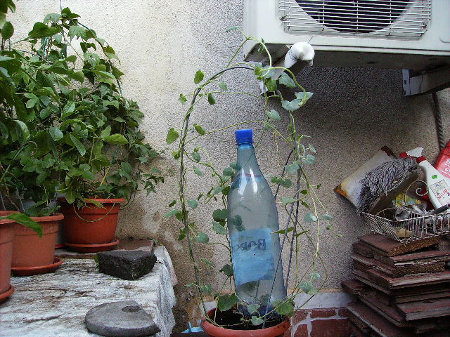 thumbergia Gregory - flori 2010