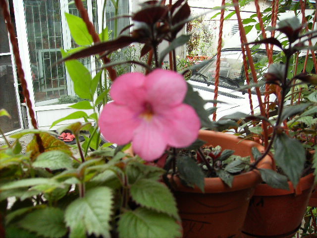 achimenes 3 - flori 2010