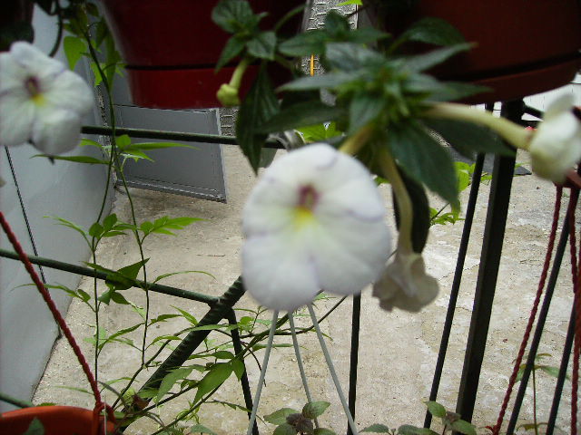 achimenes 4 - flori 2010