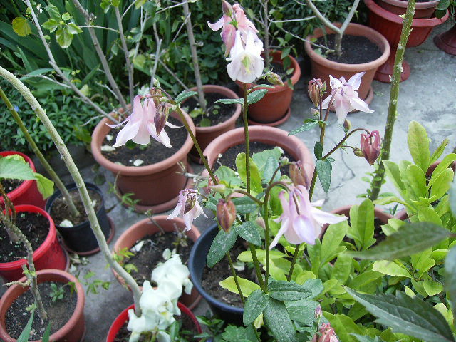aquilergia 2010-2 - flori 2010