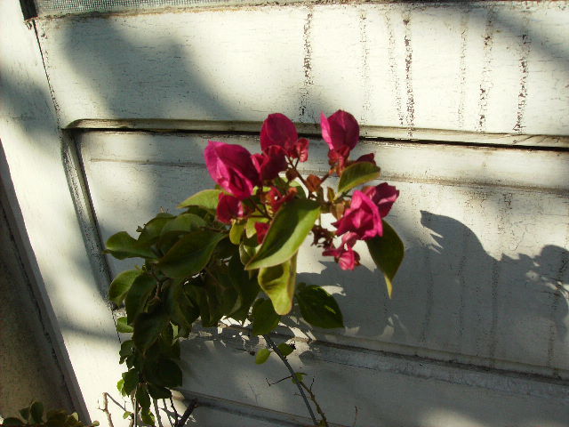 bougainvilea 2010