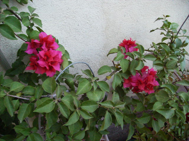 bugainvilea rosie - flori 2010