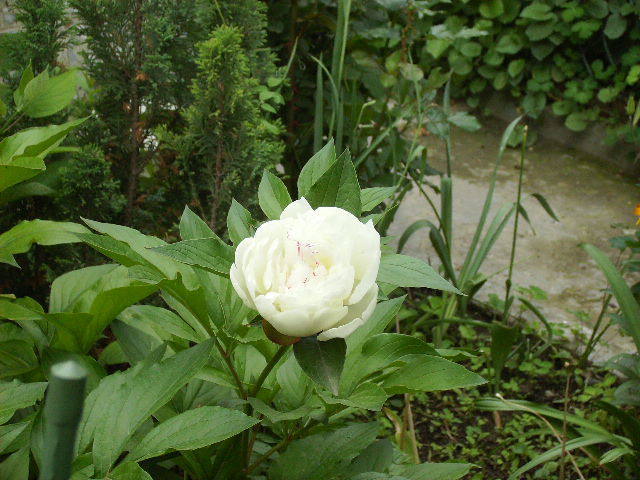 bujor - flori 2010