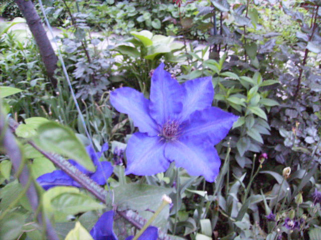 clematis-9