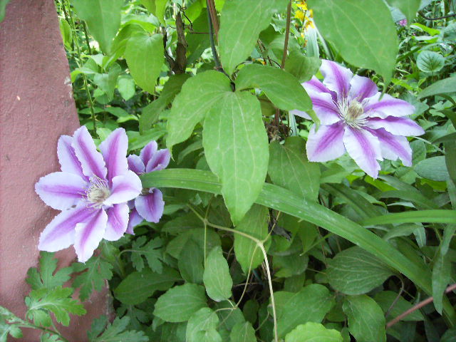 clematis 4