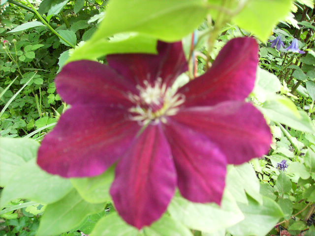 clematis 12